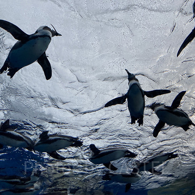天空のペンギン