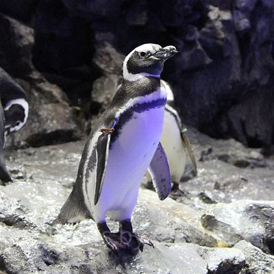 バレンタインはペンギンが主役