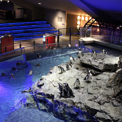 ペンギンの水槽