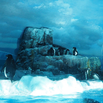 名古屋港水族館のペンギンたち