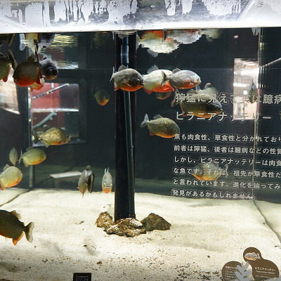 ピラニアナッテリー