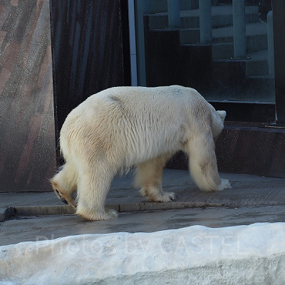 上野動物園のシロクマ