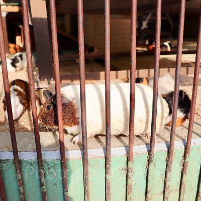 うさぎ、モルモットスペース（餌やり）