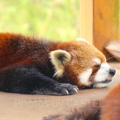 富士サファリパークのレッサーパンダ