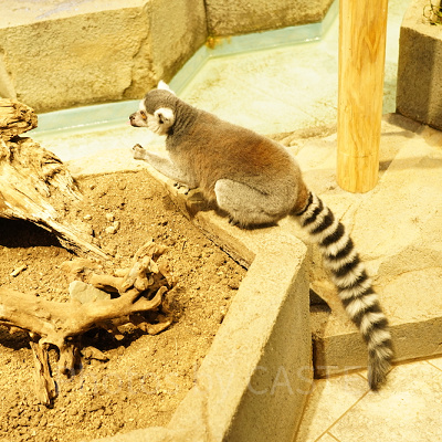 ワオキツネザル