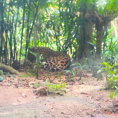 リバーワンダー：アマゾンリバークエストで会えるジャガー