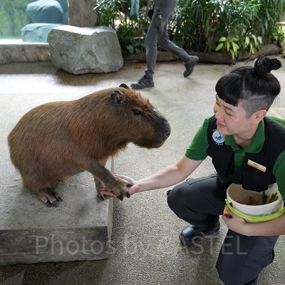 リバーワンダー：ワンス・アポン・ア・リバー（川の物語）