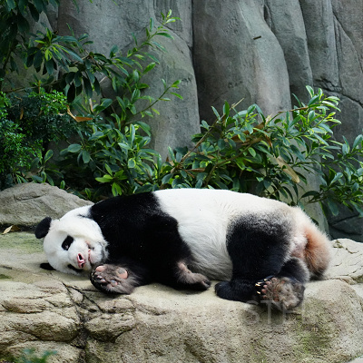 リバーワンダー：パンダ