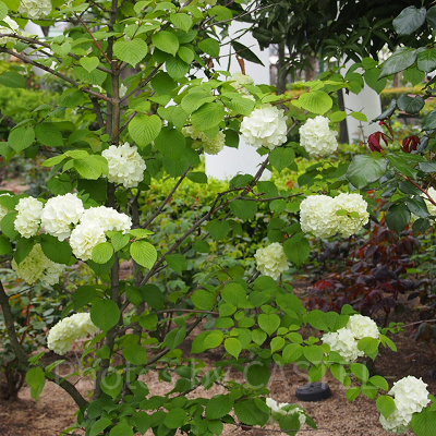 ローズオブフェイムのバラ