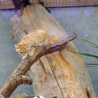 神戸どうぶつ王国のスナネコ　マフ