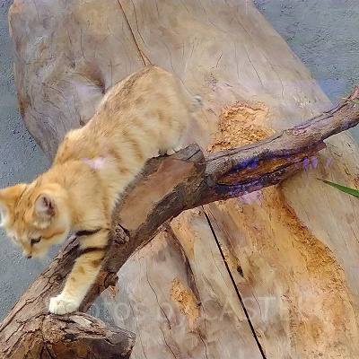 神戸どうぶつ王国のスナネコ／マフ