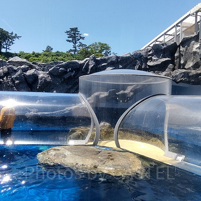 海獣の王国水槽