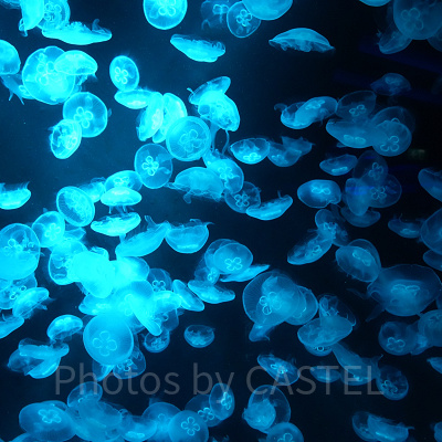 シーアクアリウム:クラゲの群れ