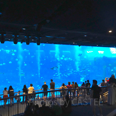 シーアクアリウム：巨大水槽「オープンギャラリー」