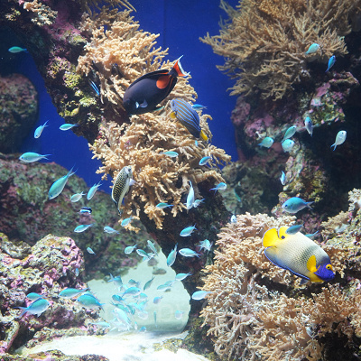 シーアクアリウム:多様な海の生き物を飼育