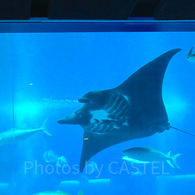 シーアクアリウム:空を飛ぶように泳ぐマンタは大迫力!