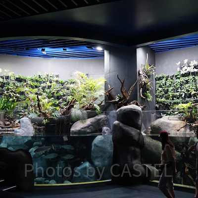 シーアクアリウム：クァーキー・アダプション