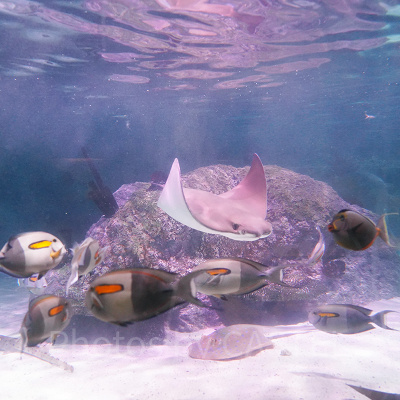 シーライフ名古屋の魚たち