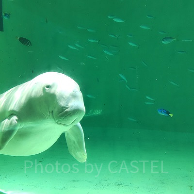 ジュゴンのセレナ