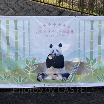 シャンシャンのフォトスポット／上野動物園