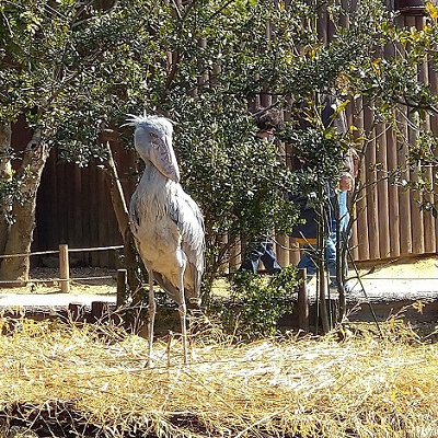 神戸どうぶつ王国のハシビロコウ