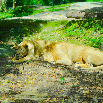 シンガポール動物園：ライオン