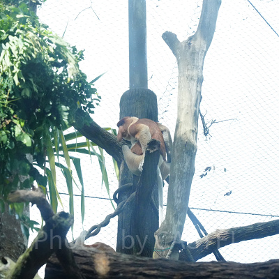 シンガポール動物園：テングザル