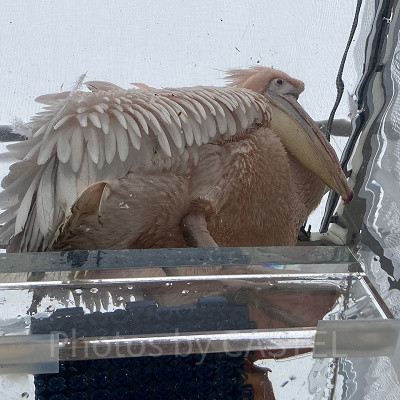 天空パスのペリカン