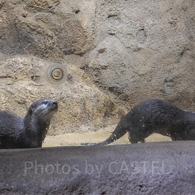 コツメカワウソ