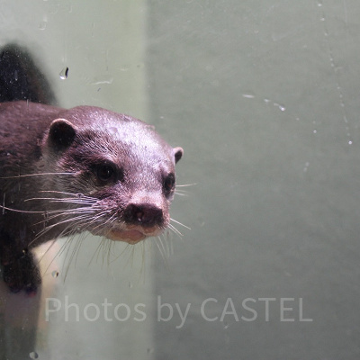 コツメカワウソ