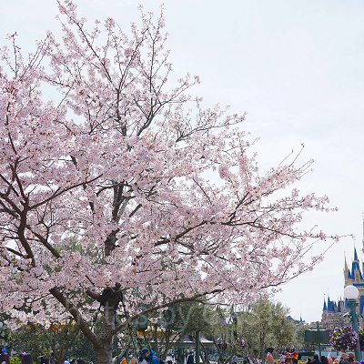 ホームストア前の桜はシンデレラ城をバックに撮影できる