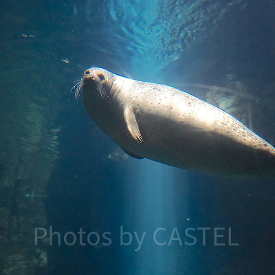 ゴマフアザラシ