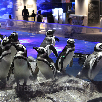 すみだ水族館の割引情報