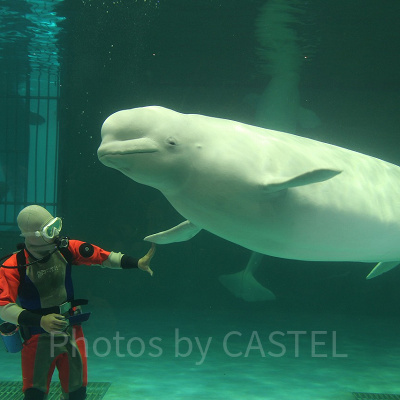 ベルーガがトレーナーさんに甘える姿はとってもキュート！
