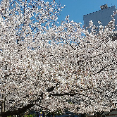 上野公園の桜は大人気です！