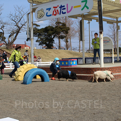 自由気ままなこぶたの動きにレースは大盛り上がり