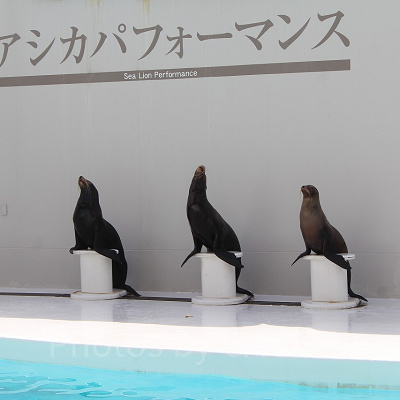 アシカパフォーマンスの会場はシャチのすぐ隣