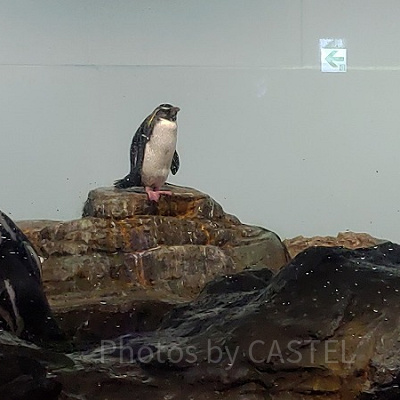 アクアパークにはペンギンも！