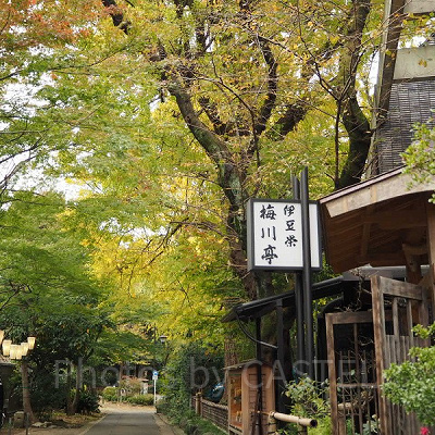 都民の日は、上野公園も綺麗ですよ！