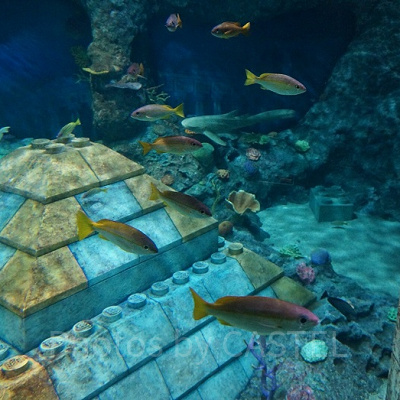 サブマリン・アドベンチャーで観察できる海底