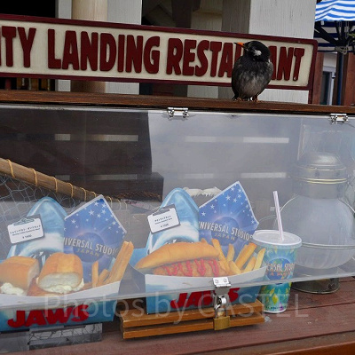 アミティ・ランディングレストランのショーケース