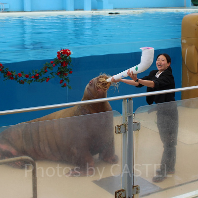 シャボン玉を飛ばすセイウチ