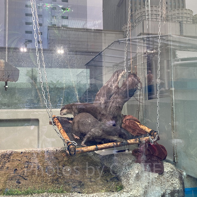 カワウソたちの水辺