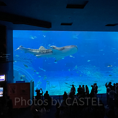 美ら海水族館のジンベエザメ