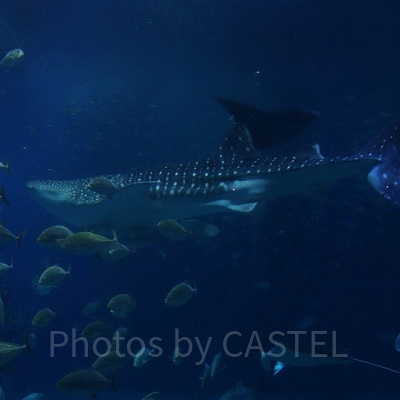 ジンベイザメも人気者♪