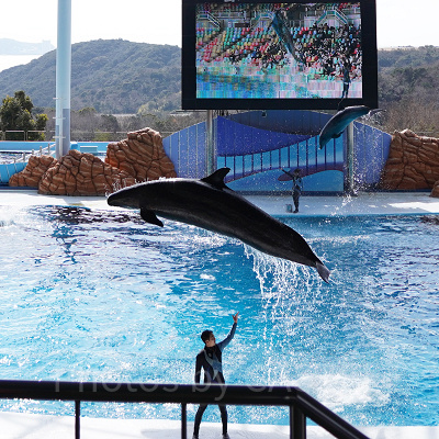 アドベンチャーワールドの春休みは？