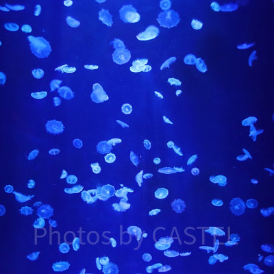 実写版アースラは誰が演じる？