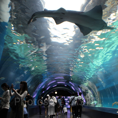 ワンダーチューブ