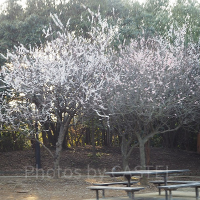 会場ではお花なども楽しめます