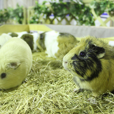 かわいい動物たちとのふれあいも楽しめます